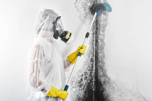 Best Forensic Mold Investigation  in East Hills, NY