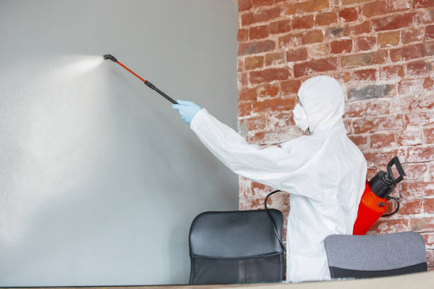 Best Basement Mold Removal  in East Hills, NY