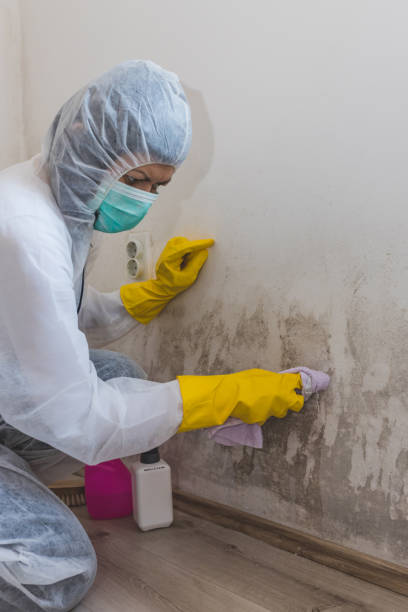 Dehumidification Services in East Hills, NY