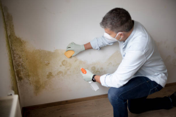 Professional Mold Removal in East Hills, NY